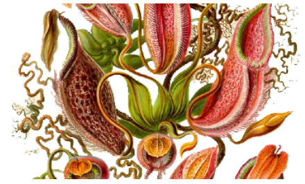 InforMEA. 2018. Introduction to the International Plant Protection Convention.