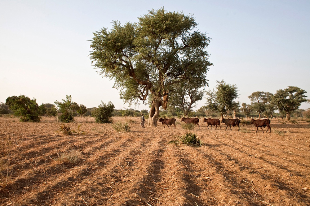 FAO. 2025. FAO Progressive Management Pathway for Antimicrobial Resistance.