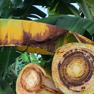 FAO CAMPUS. 2023. Good phytosanitary risk management practices.