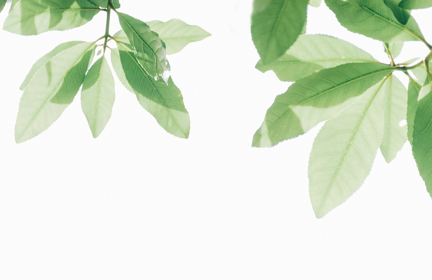 IPPC. 2025. National plant protection organization learning pathways