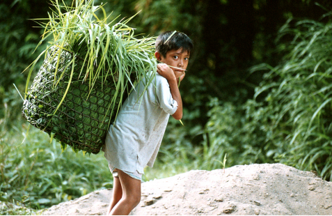 Introducción al trabajo infantil en la agricultura