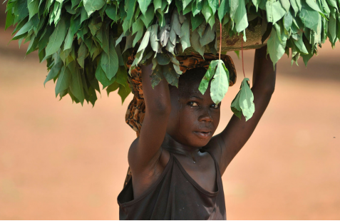 Involucrar a las partes interesadas para poner fin al trabajo infantil en la agricultura