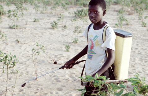 Gestion des pesticides et prévention du travail des enfants