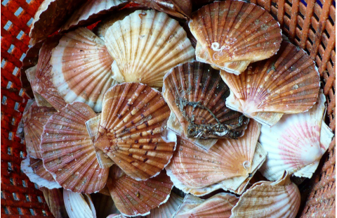 Contrôle sanitaire des mollusques bivalves: profil de risques des zones de production conchylicole 