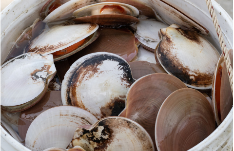 Bivalve mollusc sanitation: Growing area classification and management