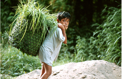 Introdução ao trabalho infantil na agricultura