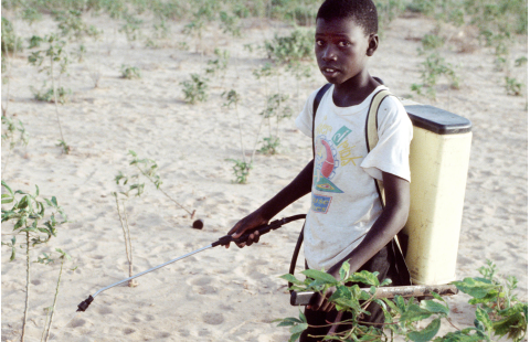 Gestão de pesticidas e prevenção do trabalho infantil