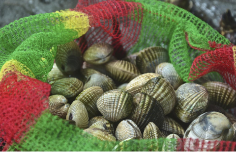 Contrôle sanitaire des mollusques bivalves: surveillance des sites de production conchylicole