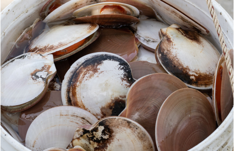 Contrôle sanitaire des mollusques bivalves : classification et gestion des zones de production conchylicole