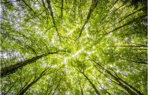 Curso 8Resultados de los inventarios forestales nacionales: Presentación de informes y difusión