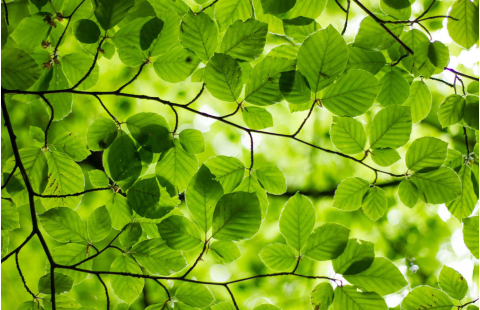 Preparación de un inventario forestal nacional (IFN)