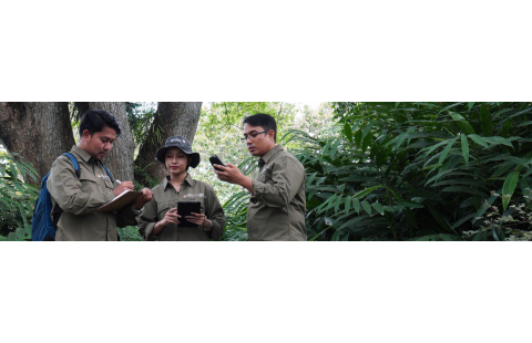 Series de aprendizaje electrónico: Inventarios Forestales Nacionales