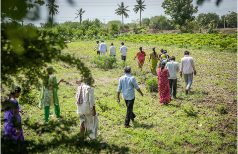 Formulation of Farmer Field School programmes