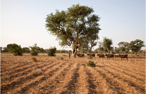 FAO Progressive Management Pathway for Antimicrobial Resistance 