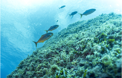 Management procedures for sustainable tuna international fisheries - Setting the vision