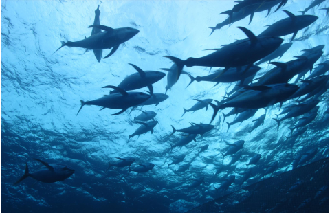 Management procedures for sustainable tuna international fisheries - Introduction