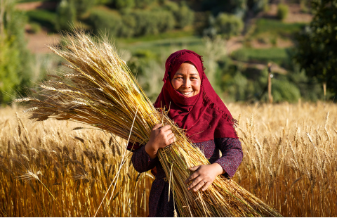 Strengthening national science–policy interfaces for agrifood systems