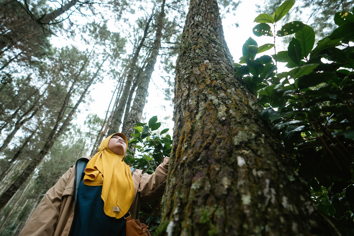 Forest monitoring for climate action