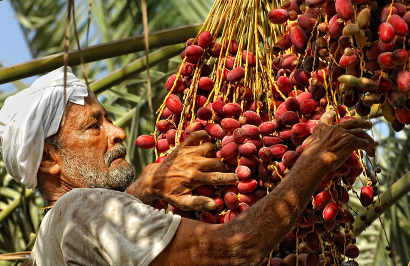 Migrant workers in agrifood systems 