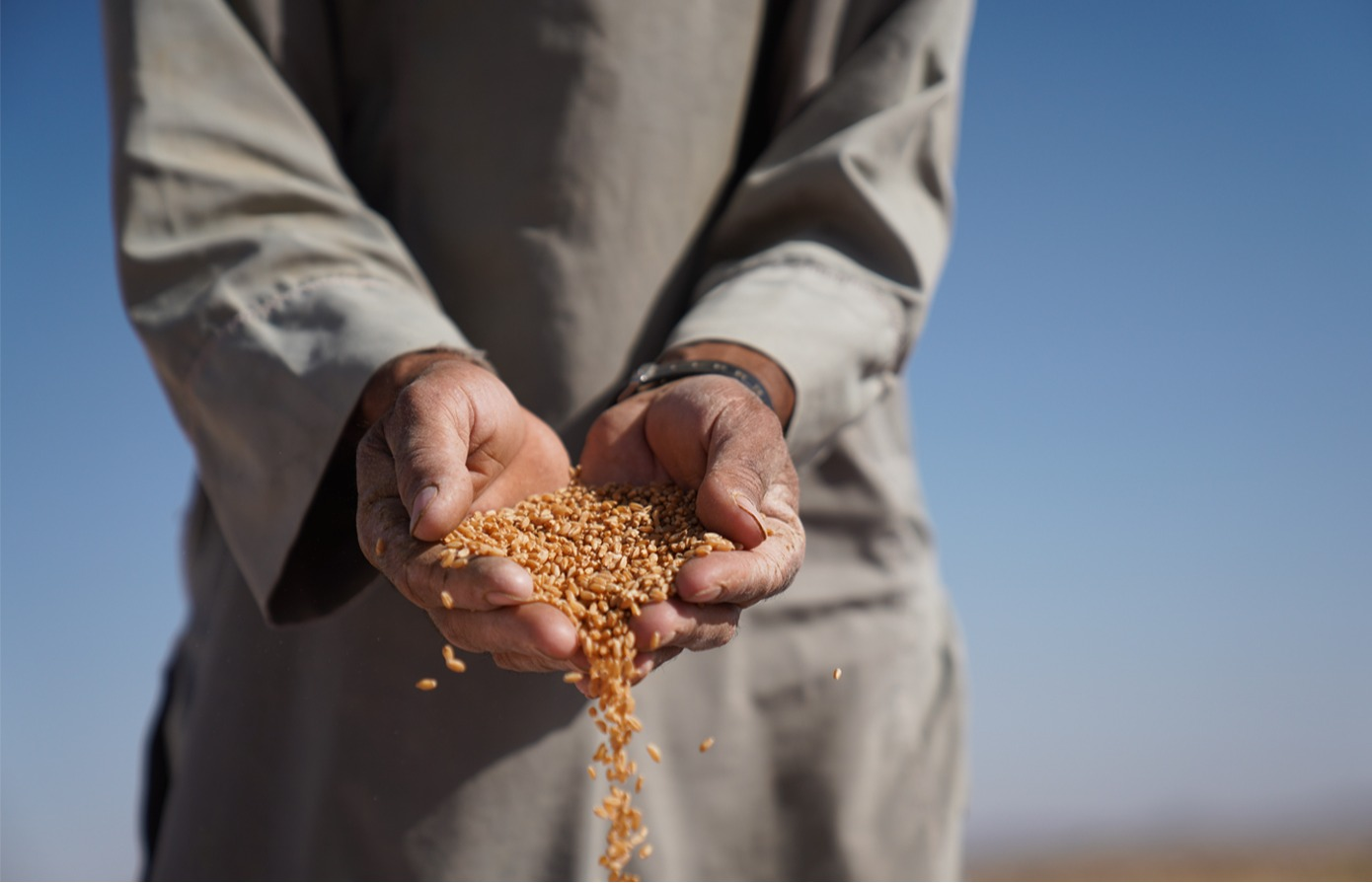 Global crop conservation strategies 