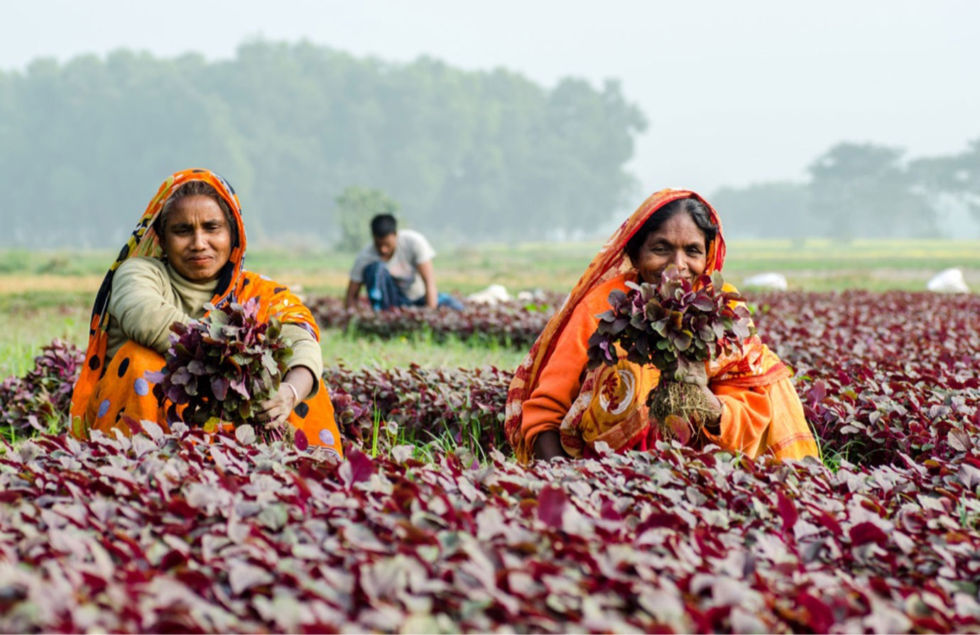 SDG Indicator 5.a.1 - Secure and equal ownership rights over agricultural land