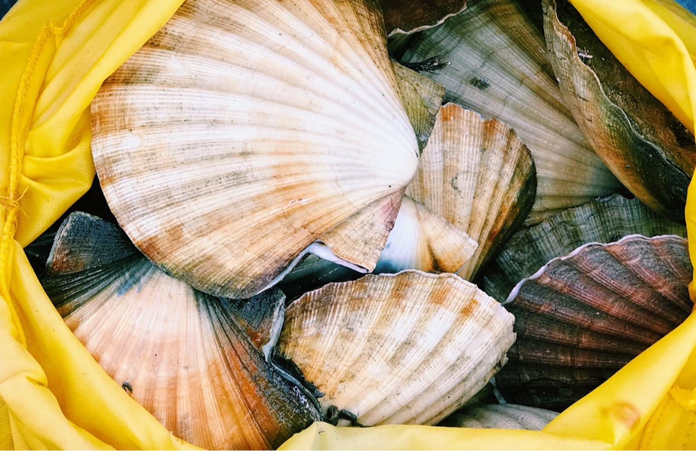 Bivalve mollusc sanitation: Growing area assessment and review