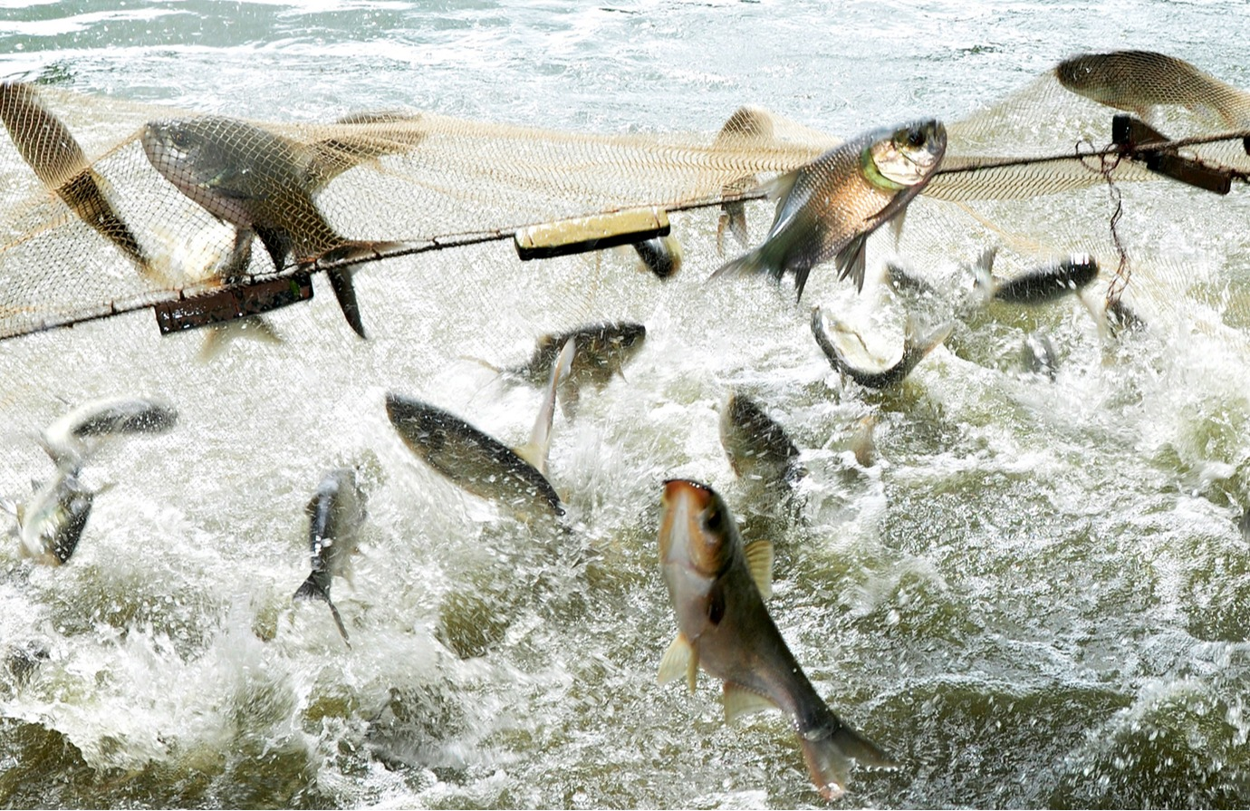 Indicateur 14.4.1 des ODD - Durabilité des stocks de poissons 