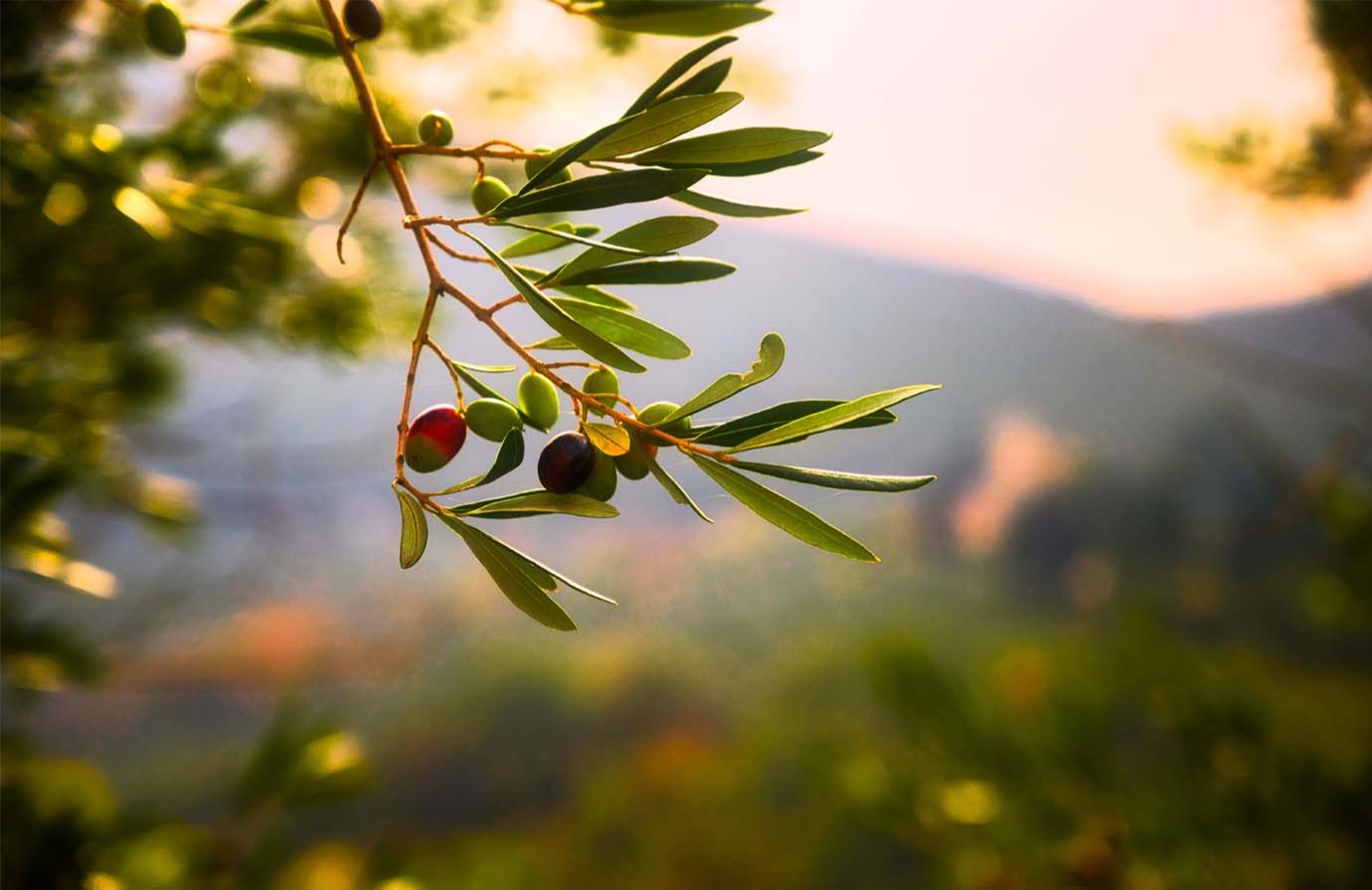 Misure di Biosicurezza per gli operatori della filiera dell’olio di