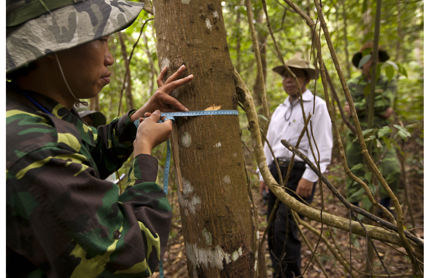 Learning from experiences to increase forest data transparency for climate action