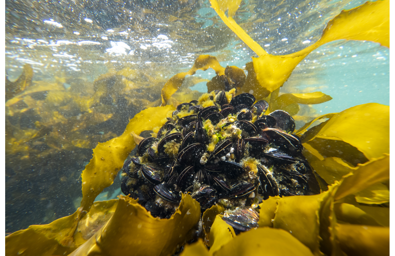 Bivalve Mollusc Sanitation for growing areas 