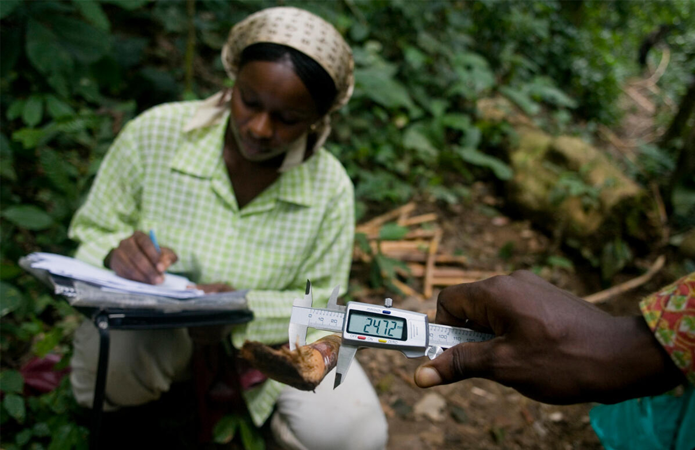 Information gathering for forest management planning