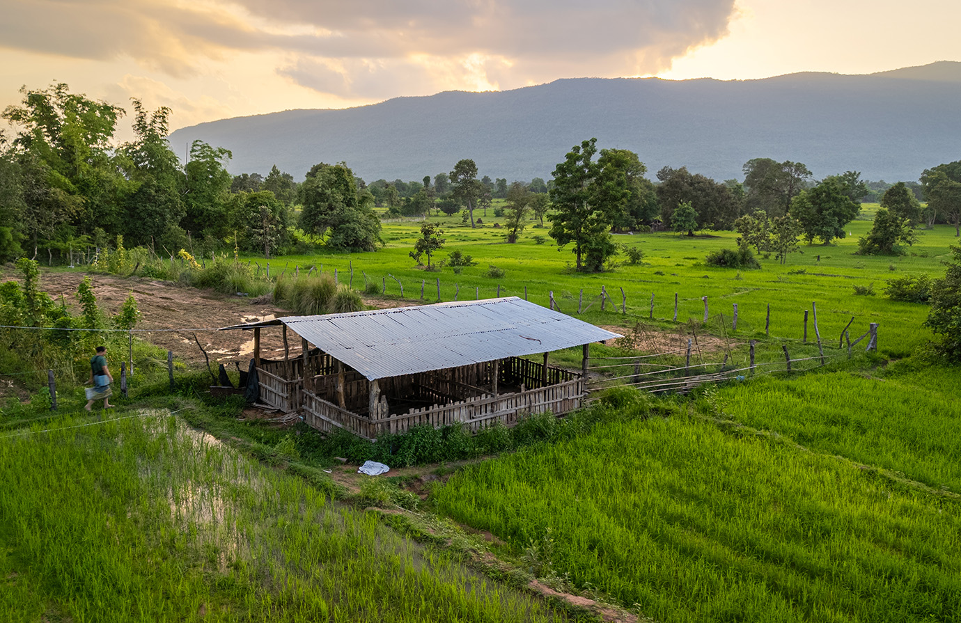 Biodiversity and agrifood systems - Introduction