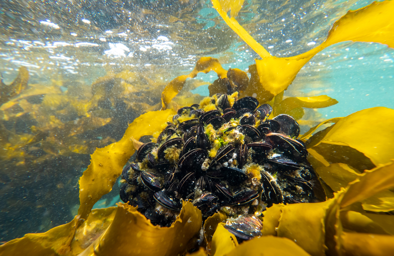 Bivalve Mollusc Sanitation for growing areas 
