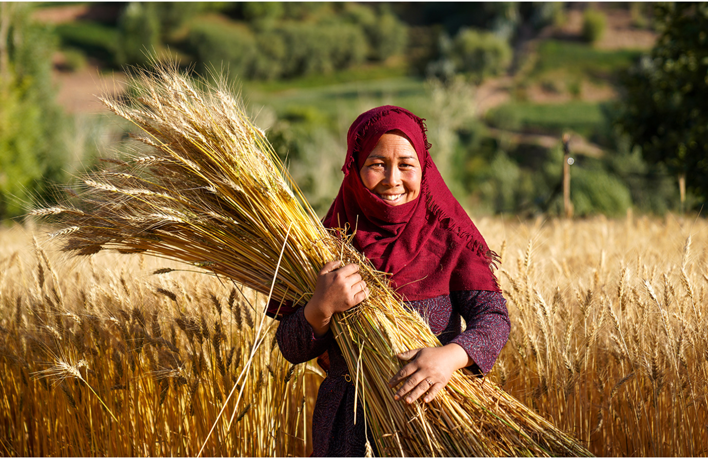 Strengthening national science–policy interfaces for agrifood systems