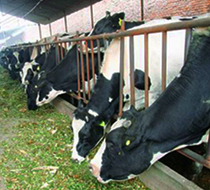 Animal Production and Health