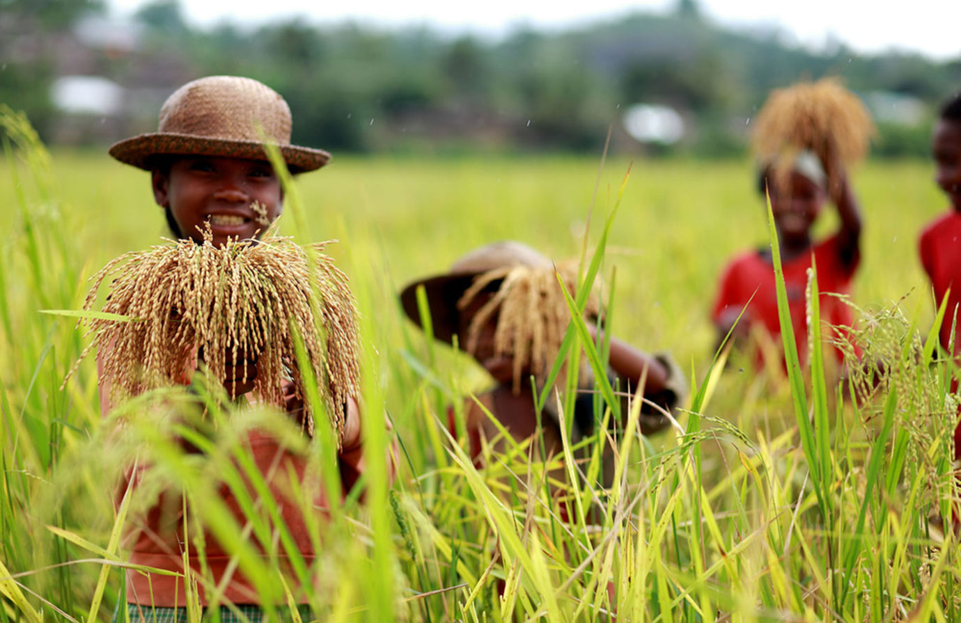 Course: Monitoring and evaluation of child labour in agriculture | FAO ...