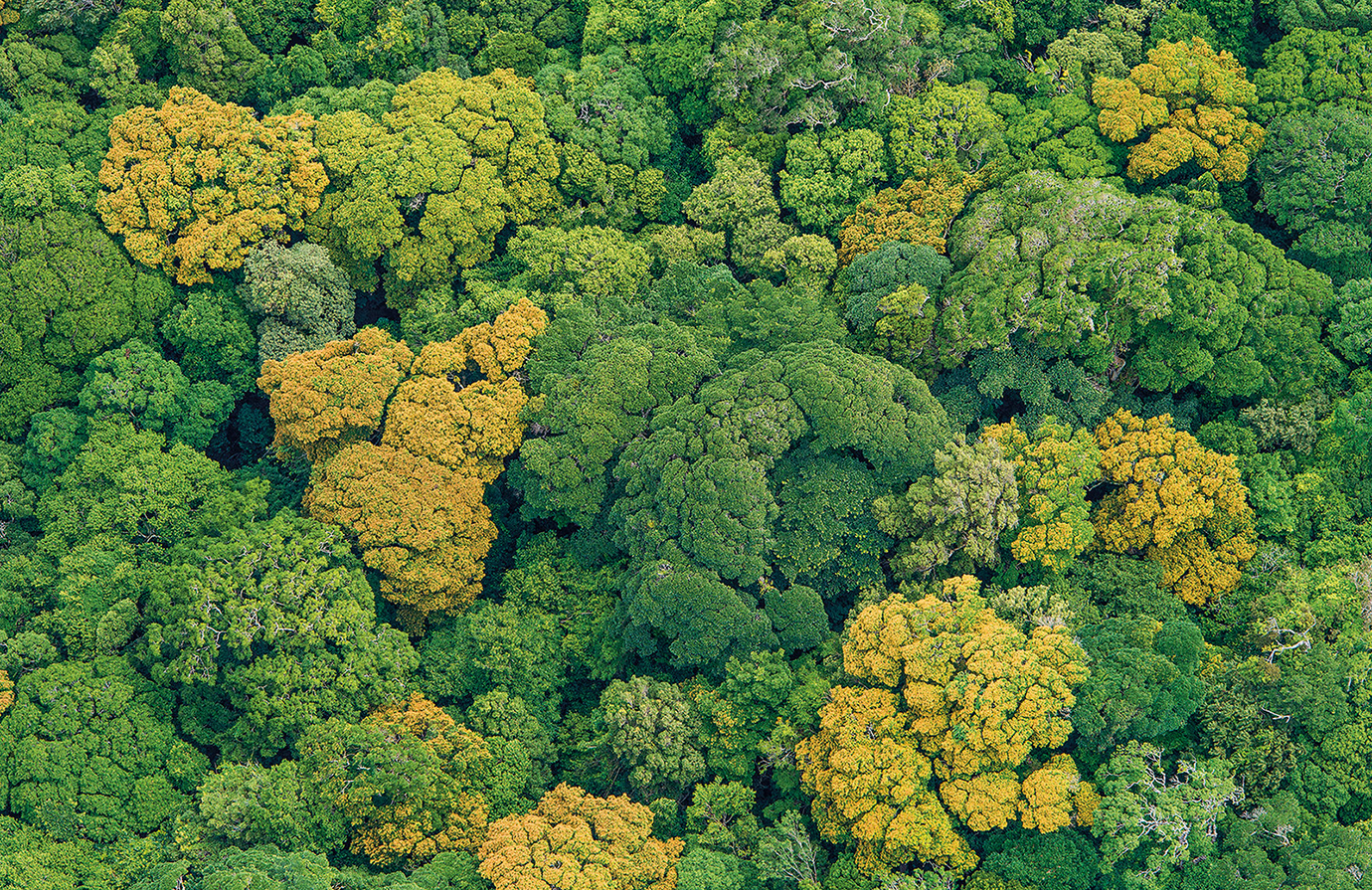 Forest management. Биоразнообразие леса. Biodiversity.