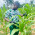 Adebayo Adeoti